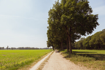 Summer scene of a sandy path along fields and rows of trees.