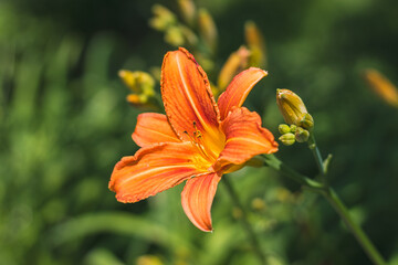 The orange daylily (Hemerocallis fulva) - beautiful blooming flower, on a green background 