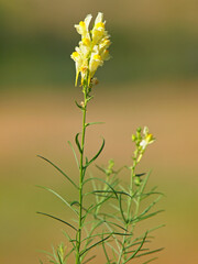 Yellow flower of toadflax or butter-and-eggs, Linaria vulgaris