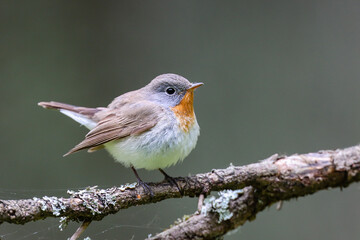 Red-breasted Flycatcher