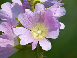 Pink flower of Greater musk-mallow or vervain mallow. Malva alcea	
