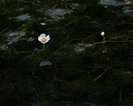 バイカモ(北海道恵庭市の茂漁川)（Batrachium nipponicus (Moizari River in Eniwa City, Hokkaido)	）