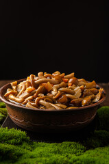 A large clay bowl with wild mushrooms (honey mushrooms), stands on an old wooden table with green moss. Eco products, natural gathering