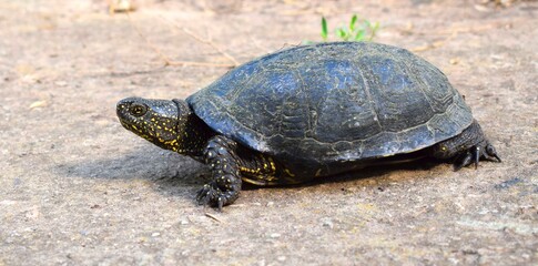 The European pond turtle (Emys orbicularis), also called commonly the European pond terrapin and the European pond tortoise  in nature.