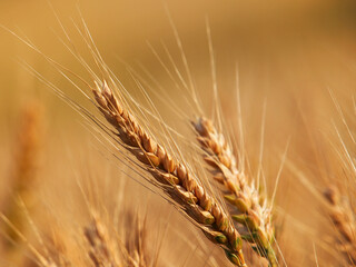 Ripe ears of wheat on a field