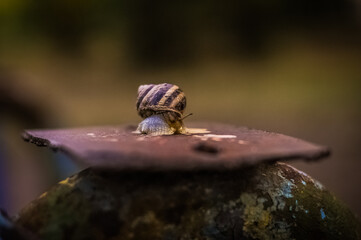 macro of a snail