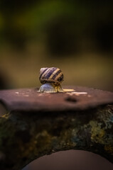 macro of a snail