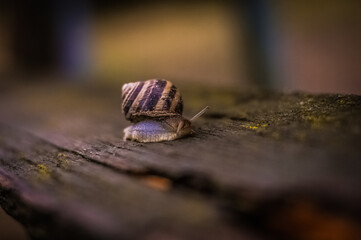 macro of a snail