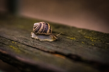 macro of a snail