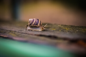 macro of a snail