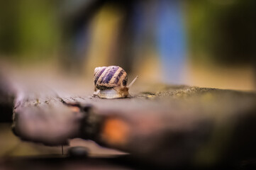 macro of a snail
