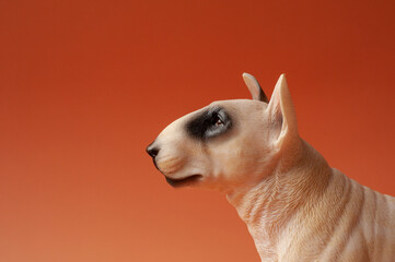 
White bull terrier dog on an orange background