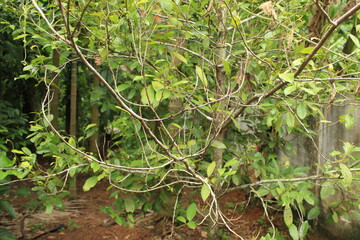 Nutmeg tree in the  garden