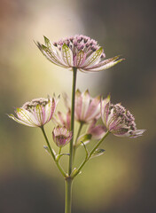 Astrantia major - delikatne kwiaty © mycatherina