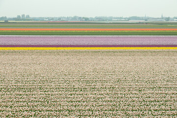 Colourful tulip fields Netherlands Holland