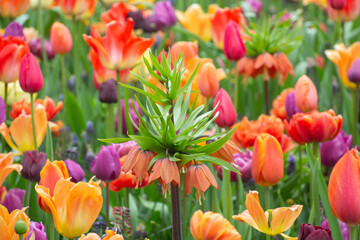 Imperial Crown Orange Tulips Netherlands Holland