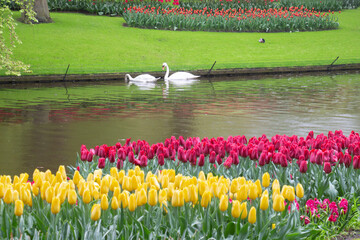 Swans swimming tulips flowers