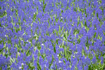 Hyacinth purple lavender flowers lilac fields Netherlands