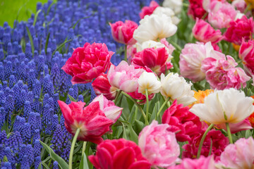 Tulip hyacinth flowers close-up
