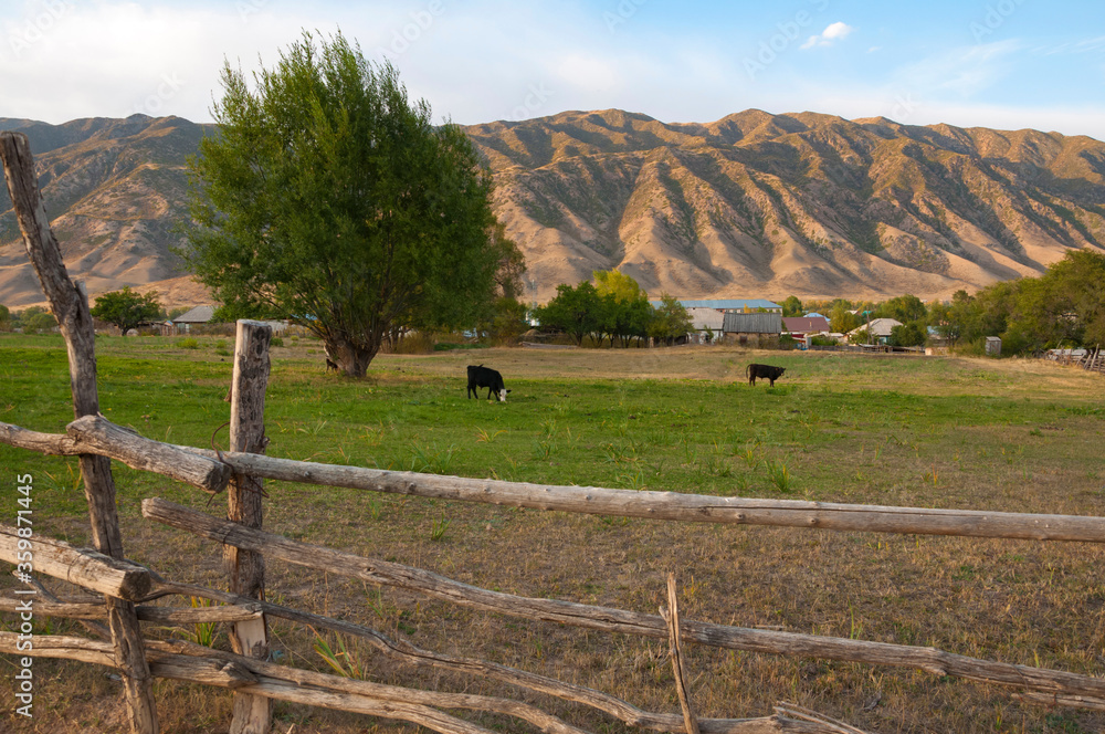 Wall mural View over farm field and cows grazing at the green meadow with wooden fence on the foreground and mountains at the background, rural Kazakhstan