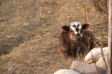 Portrait of a cute brown calf cow cub laying in dried grass during warm light sunset