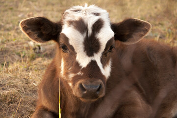 Portrait of a cute brown calf cow cub laying in dried grass during warm light sunset