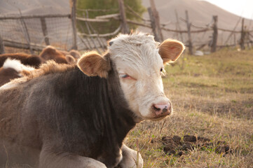 Portrait of a cute brown and white cow laying in dried grass during warm light sunset