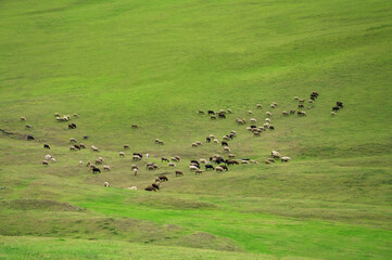 Flock of sheeps grazing at the green field, Aerial view 