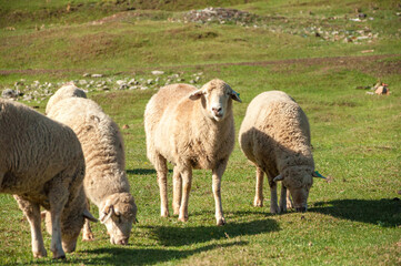 Obraz premium Flock of sheeps grazing at the green grass field