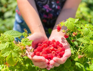 Ripe bright raspberries in the palms of a female hand. Free space Defocus light background. The...