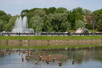 Water fountain and pond with ducks in the city park summer