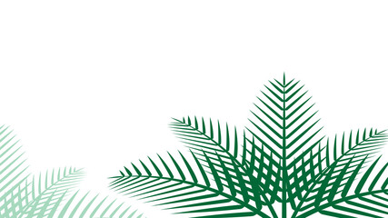 coconut leaf simple for background, illustration of coconut leaves, palm stalk and copy space and isolated on white, leaf coconut green soft for wallpaper