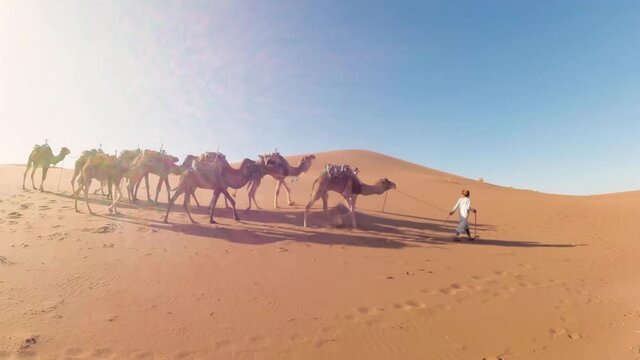 Camel caravan at sand dunes in the sahara desert