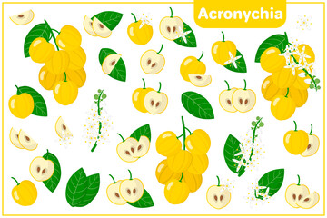 Set of vector cartoon illustrations with Acronychia exotic fruits, flowers and leaves isolated on white background