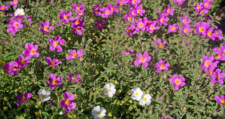 Zistrose mit weißen und pinkfarbenen Blüten