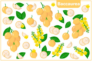 Set of vector cartoon illustrations with Baccaurea exotic fruits, flowers and leaves isolated on white background