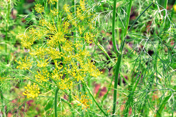 Blooming umbrellas of dill. Dill with seeds in the field close-up.