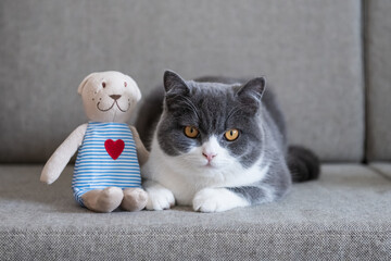 British shorthair and bear doll close together © chendongshan