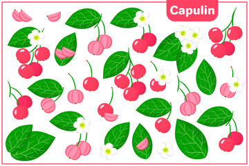 Set of vector cartoon illustrations with Capulin exotic fruits, flowers and leaves isolated on white background