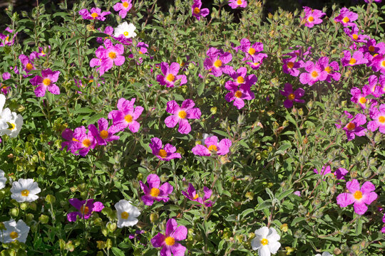 Zistrose mit wei&szlig;en und pinkfarbenen Bl&uuml;ten