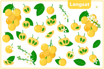 Set of vector cartoon illustrations with Langsat exotic fruits, flowers and leaves isolated on white background