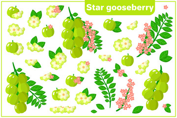 Set of vector cartoon illustrations with Star Gooseberry exotic fruits, flowers and leaves isolated on white background