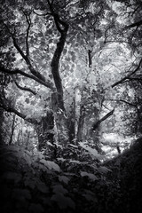 Trees in the wood in infrared 