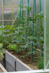 Growing vegetables in a greenhouse