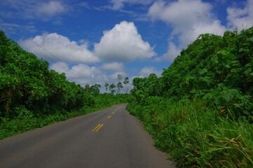 Paved road in the coast, surrounded with abundat vegetation in a sunny day in the Ecuadorian coasts