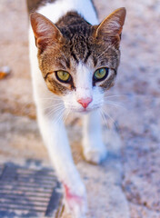 face of a stray cat, close up