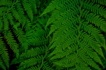 Green fern leaves. Textured natural background. Green plants. Nature. Textured background. Texture. Green background 