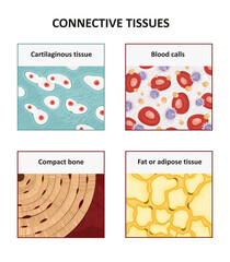 Connective tissues. Human anatomy - obrazy, fototapety, plakaty