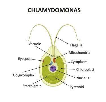 Structure of Chlamydomonas