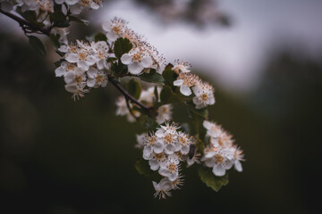 Tree in Blossom 
